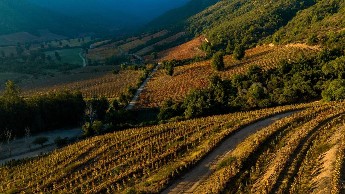 Oublié puis retrouvé au Chili: Tout ce qu’il faut savoir sur le Carmenère
