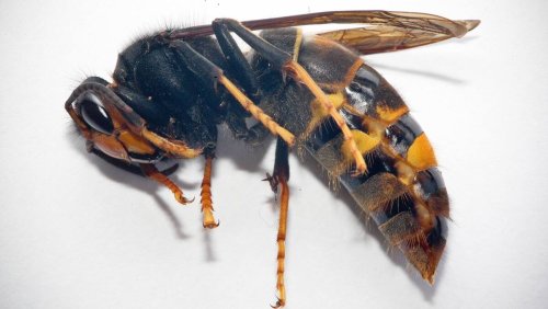 Sie fressen Bienen: Asiatische Killer-Hornissen verbreiten sich in der Schweiz