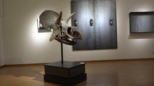 Auktionshaus erwartet Preis von bis zu 500'000 Franken: Seltener Triceratops-Schädel wird in Zürich versteigert