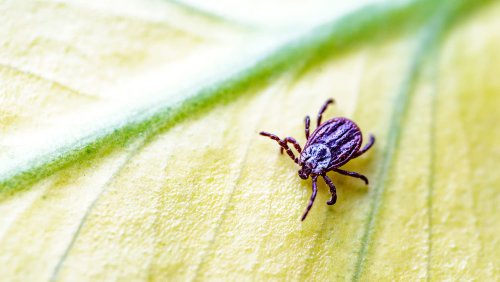 Les tiques grimpent désormais à 2000 mètres