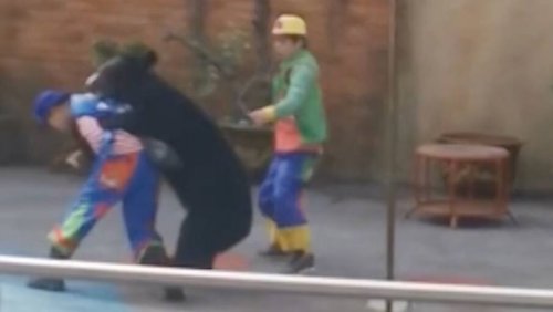 Sie müssen ihn zu sechst stoppen: Schwarzbär krallt sich Clown mitten in der Show
