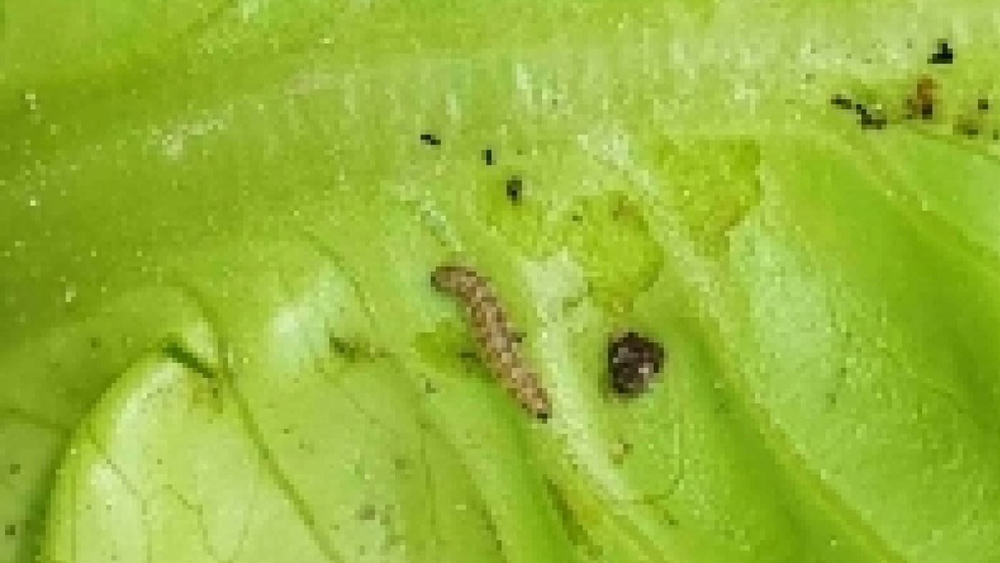 Un parasite tropical fait des ravages et se propage