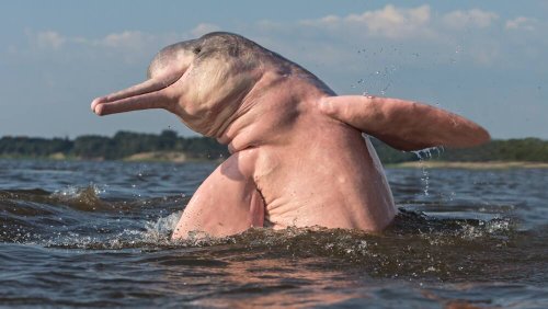 Wassertemperatur von über 39 Grad: Über 100 tote Delfine im Amazonasgebiet entdeckt
