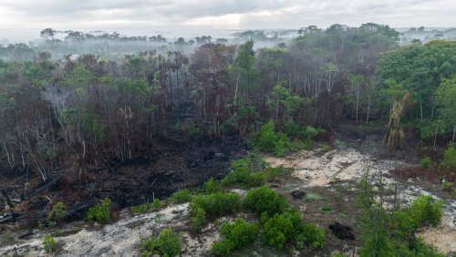 Ils mentent pour garder les énergies fossiles: Des pays accusés de jouer avec les forêts pour réduire leur ambition climatique