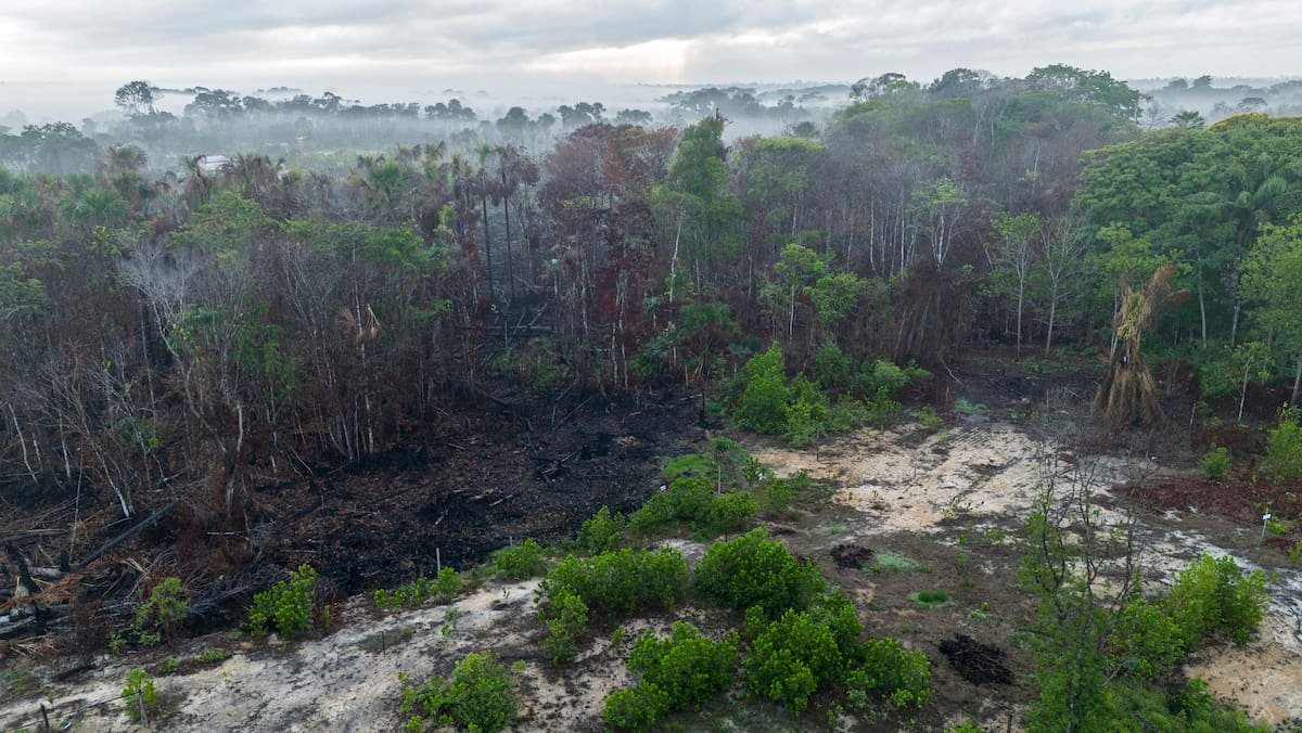 Ils mentent pour garder les énergies fossiles: Des pays accusés de jouer avec les forêts pour réduire leur ambition climatique