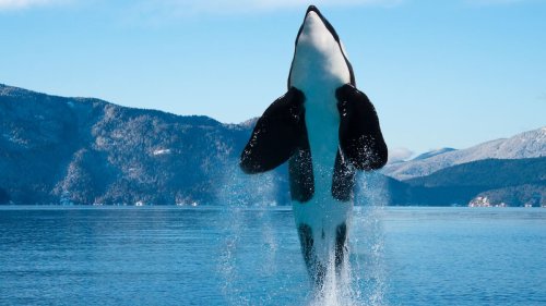 Déjà 500 attaques depuis 2020: L'orque Gladis apprend à ses congénères à attaquer les yachts
