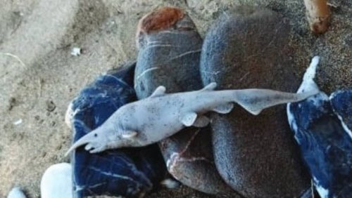 Jahrhundertfund widerrufen: Mystischer Kobold-Hai im Mittelmeer als Kinder-Spielzeug entlarvt