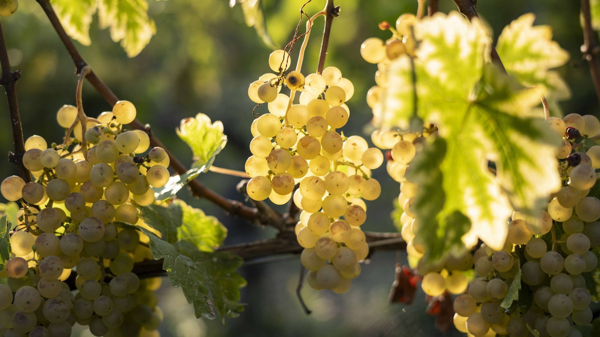 Des millions de litres de vin suisse en moins en 2024