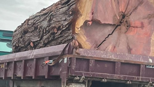 Ungesichert auf der Autobahn?: Riesiger Baumstamm auf LKW sorgt für Aufregung