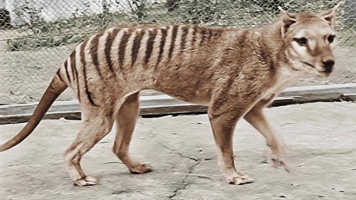 130 Jahre alte Probe mittels RNA-Isolierung analysiert: Der Tasmanische Tiger könnte wieder zum Leben erweckt werden