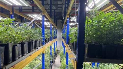 Über 13'000 Pflanzen ausgehoben: Polizei entdeckt Indoor-Hanfanlagen in Zwingen BL und Breitenbach SO