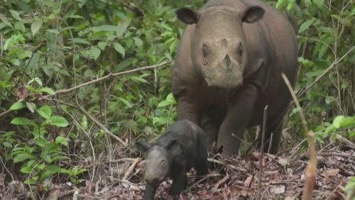 So süss!: Baby-Rhinozeros macht ersten Spaziergang mit Mama