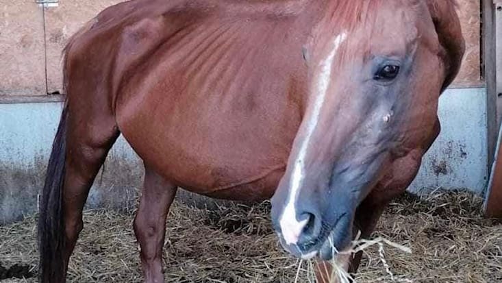Ferme de l’horreur: elle a maltraité 90 chevaux à Fribourg