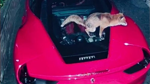 Er ist Wiederholungstäter: Fuchs kackt auf Ferrari 488 GTB