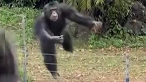 Mann wird leicht verletzt: Gorilla wirft Stein nach Zoobesucher