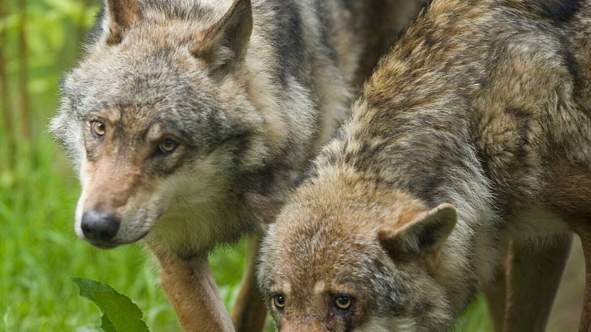 Des profils génétiques distincts: Un couple de loups inédit attise les tensions en France