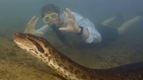 8 mètres de long pour 200 kilos: Des chercheurs ont filmé le plus gros serpent du monde