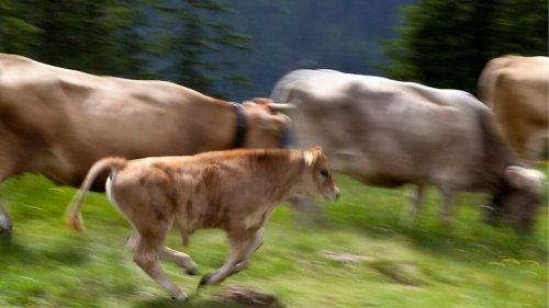 Cow-boys à la rescousse: La rocambolesque fugue d'un troupeau de vaches amuse le Québec