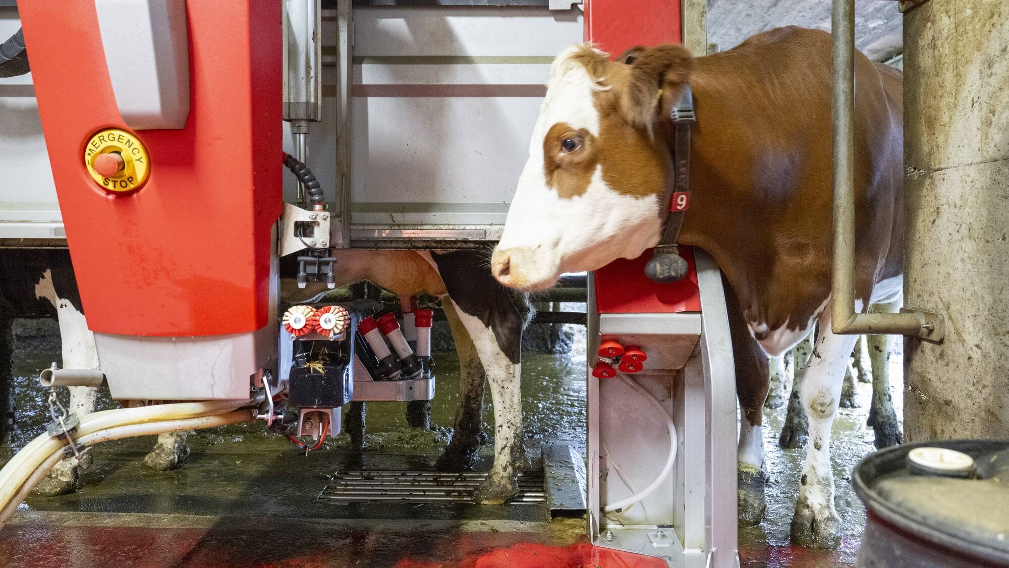 La surproduction met les paysans suisses à l’épreuve