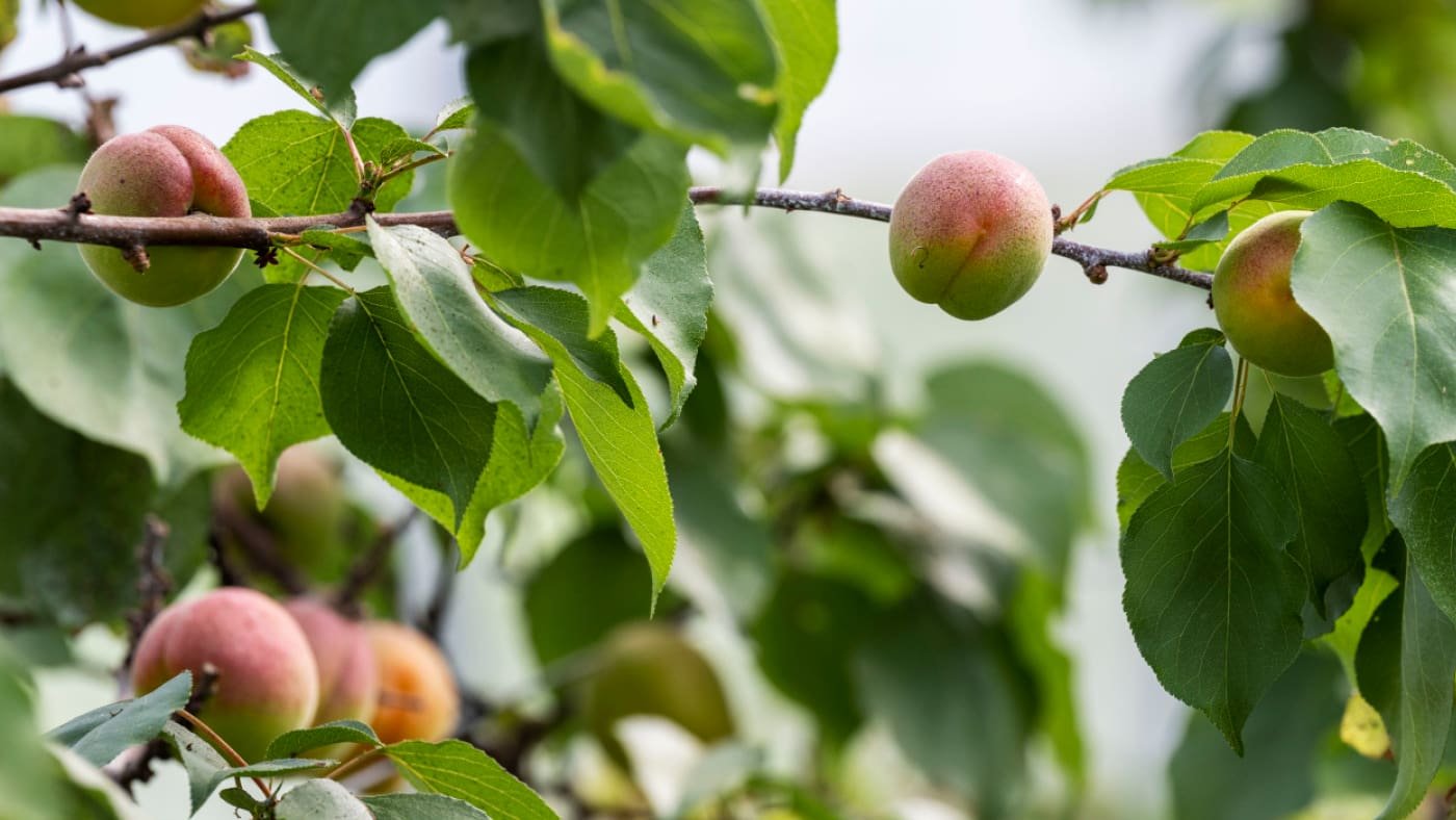 Fruits: Forte présence de résidus de pesticides en 2024