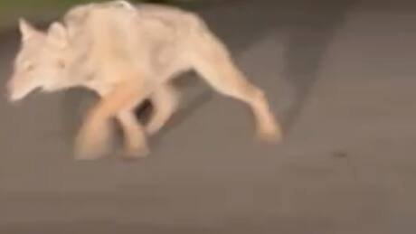 Leser filmte das Tier: Thuner Wolf hatte sich wohl in die Stadt verirrt
