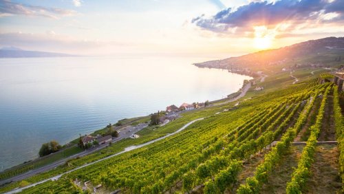 Le grand duel du chasselas: Vaudois ou Valaisan, lequel de ces vins blancs est le meilleur?