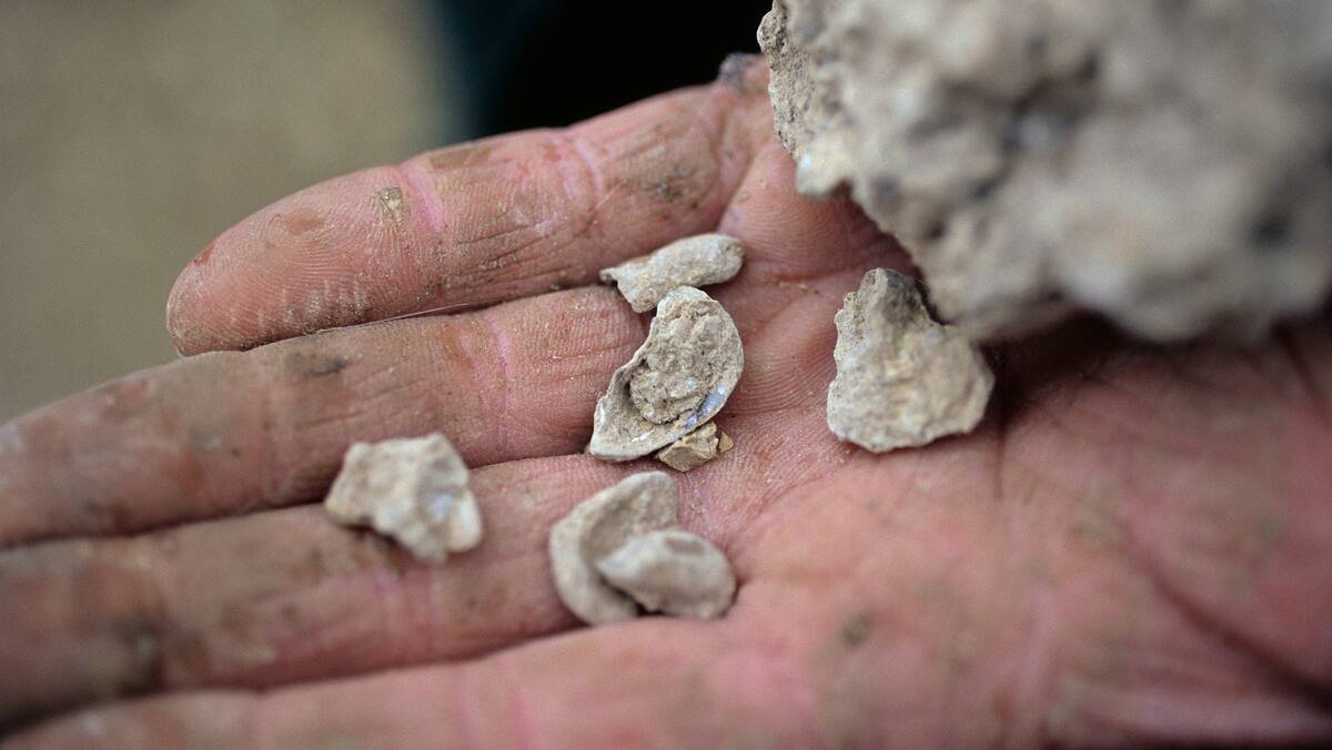 Des sols enrichis de sédiments marins: Pourquoi les vins de Chablis sont-ils uniques au monde?