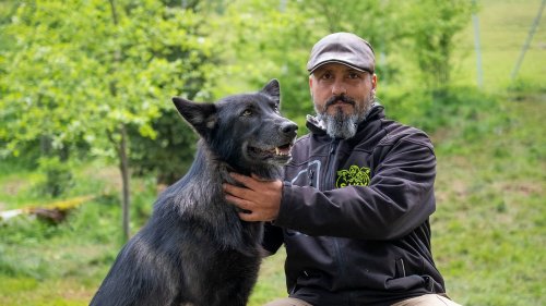 L'élevage d'hybrides de loups: un business florissant