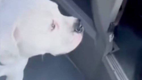 Wegen Hund: Busfahrer verweigert in Zürich Weiterfahrt