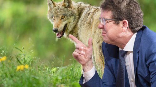 Ringen um den Wolf: Kantone zerreissen Röstis Abschusspläne
