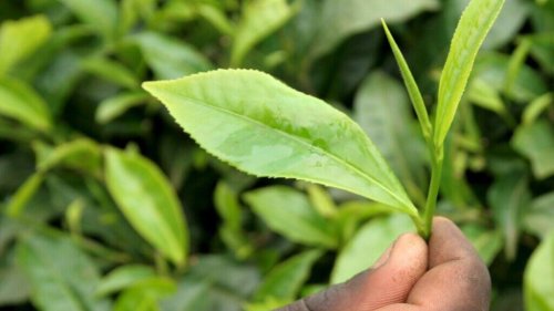 150'000 Menschen streiken: Arbeiter von Teeplantagen in Bangladesh wollen mehr Lohn