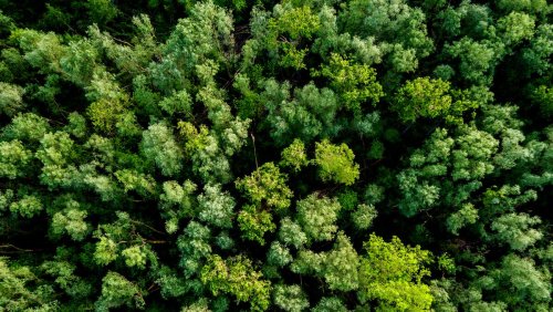 Tag des Waldes: Die 13 schönsten Wälder der Welt