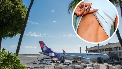 Passagiere gebissen: Fiese Bettwanzen legen Flughafen lahm