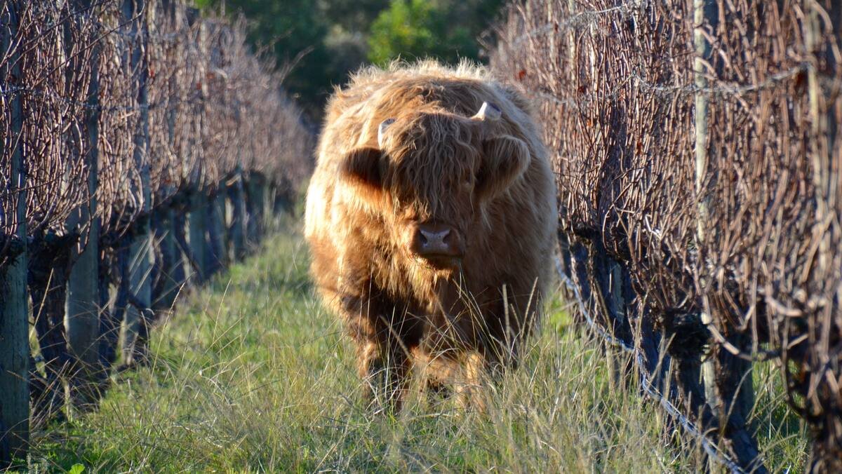 Moutons, chevaux et compagnie: Le rôle précieux des animaux dans le vignoble