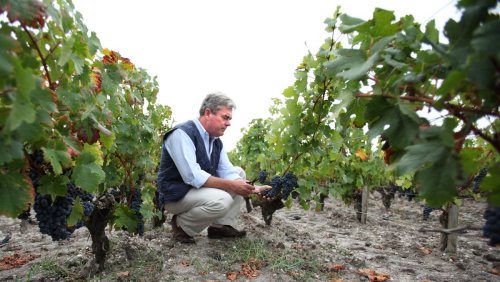 Viel Wein für wenig Geld: In diesen Bordeaux-Regionen bleiben die Preise am Boden