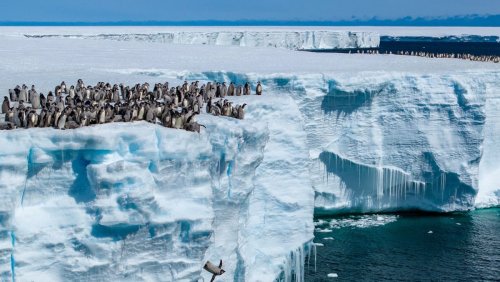 Neue Doku zum «Earth Month»: Mutige Pinguine zeigen überraschende Überlebensstrategien