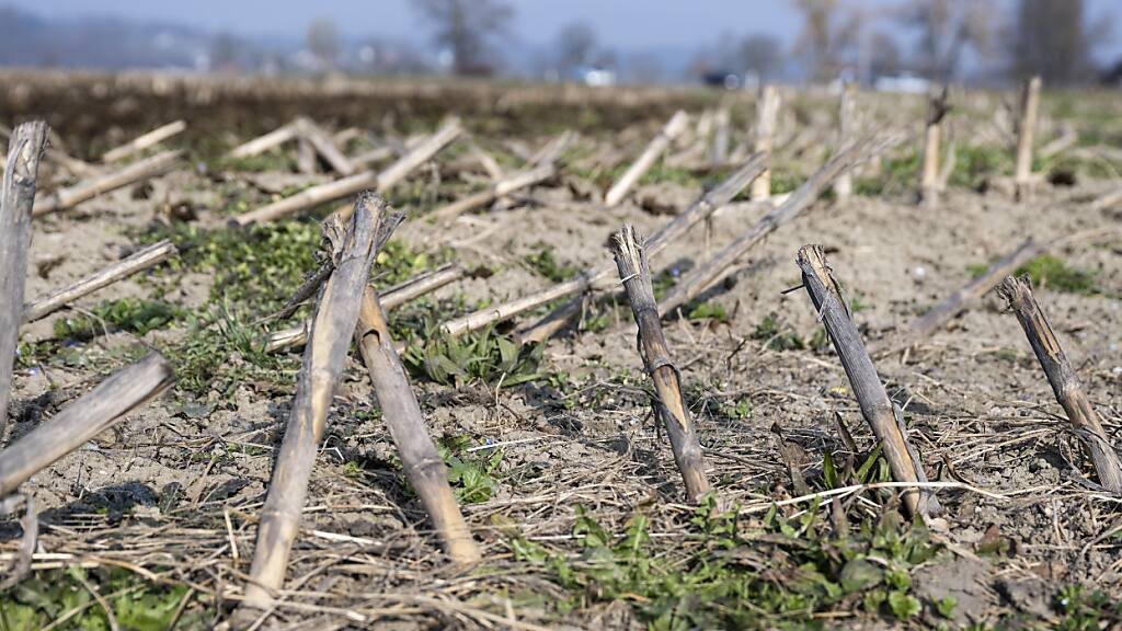 Climat: Des sécheresses toujours plus fréquentes et plus intenses