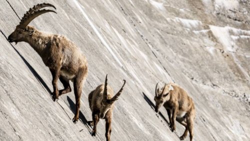 Tiere: Steinböcke erklettern Salanfe-Staumauer für besondere Leckerei