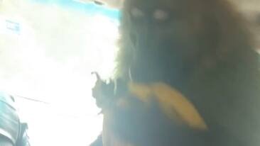 Raffinierter Diebstahl: Wilder Pavian stiehlt Bananen durch ein offenes Autofenster
