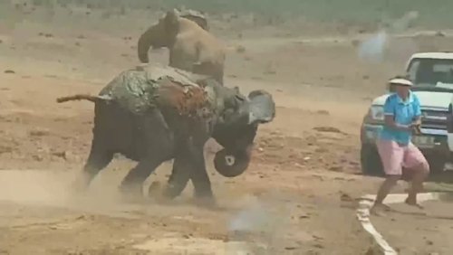 Befreiungsaktion in Südafrika: Retter ziehen Baby-Elefant aus Schlammloch – dann attackiert er sie