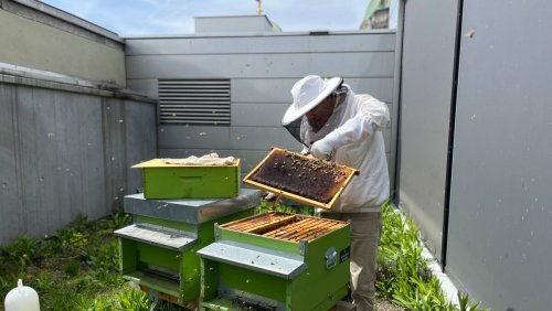 Bundeshaus-Bienen des Verteidigungsdepartements sind aus der Winterruhe erwacht: Die fleissigste Armee der Schweiz fliegt wieder