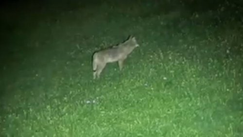«Der bleibt jetzt hier»: Wolf in Engelberg OW gesichtet