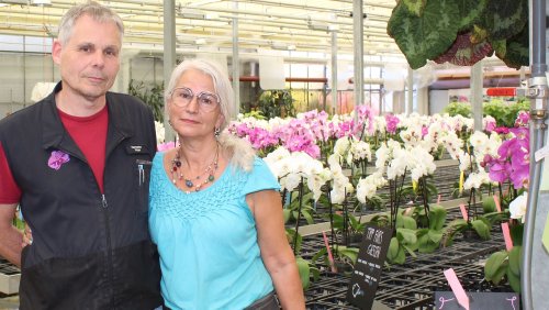 Wegen Billigblumen: Aus für grösste Schweizer Orchideenzucht