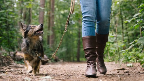 Hunde wilderten in 5 Jahren allein im Kanton Zürich 570 Wildtiere – jetzt tritt ein neues Gesetz in Kraft: Der grosse Streit um die Leinen-Pflicht