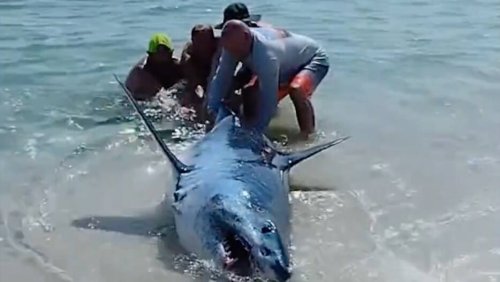 So sieht Mut aus: Badegäste ziehen Hai ins Wasser zurück