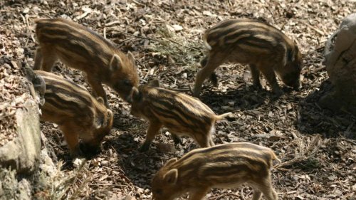 Problem-Lösung in St. Gallen: Wildpark schlachtet Wildschweine für eigenes Restaurant