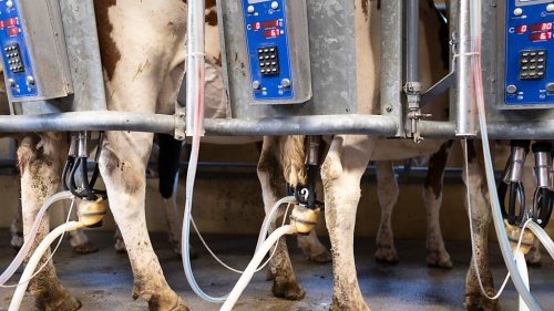 Milchproduzenten: Berner Bauernverband fordert höheren Milch-Richtpreis