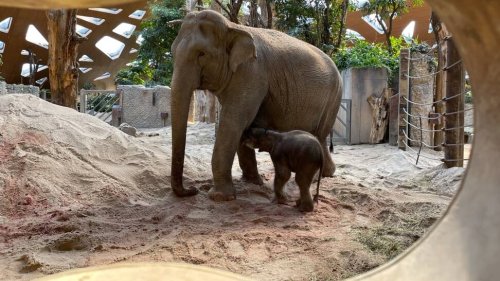 Kleines Oster-Wunder: Nachwuchs bei den Elefanten im Zoo Zürich