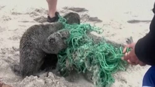 Rührende Szene an Strand in Südafrika: Filmemacher befreit Robbenbabys aus tödlicher Falle