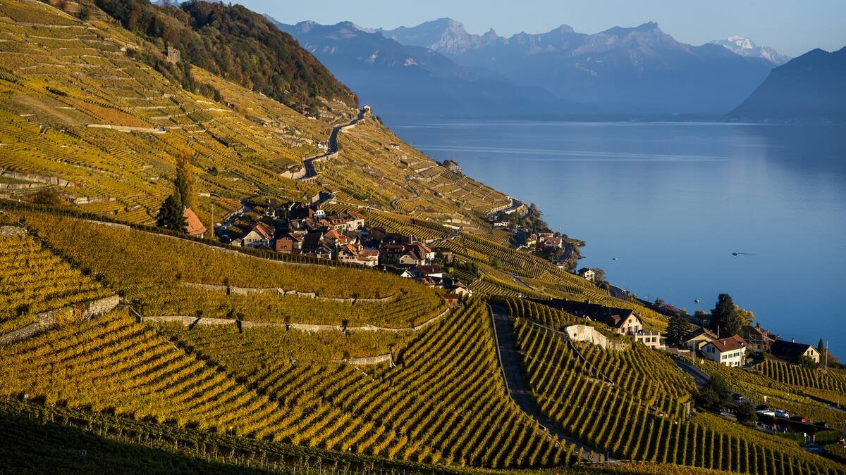 Des canicules fréquentes: Le vin européen est celui qui souffre le plus du réchauffement